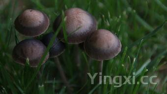 蘑菇种类大全,养殖蘑菇种类大全