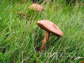 黑龙江蘑菇种类大全（蘑菇种类大全及图片名称）