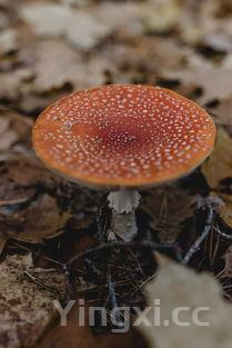 蘑菇种类大全,野生蘑菇有哪些种类