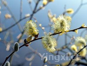 槐花怎么做好吃视频教程，槐花怎么做好吃