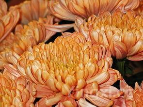 简单汤派满阿王笑载想曲情类做法大全（青菜的汤类做法大全）