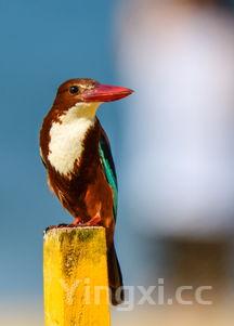 野生大黄鱼800万,野生大黄鱼1500斤