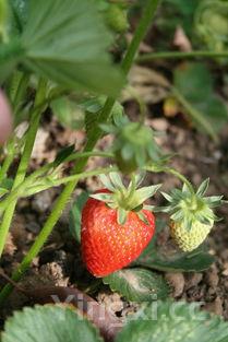 什么人不适合吃石斛,怎样吃石斛效果最佳