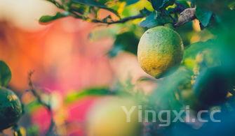 枇杷树图片,枇杷