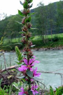 珍珠鸡,珍珠鸡图片