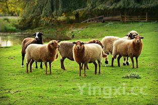 广东多地出现新冠,广东又出现新病毒