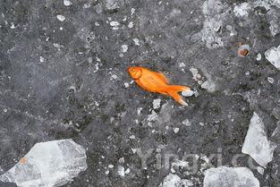 冷冻鲷鱼片的做法,冷冻鲷鱼片是什么鱼