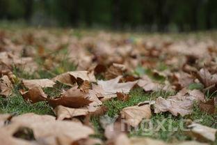 杨梅汁的功效，杨梅汁的功效和作用