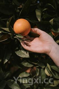 泡酒最好的8大水果,十大不宜泡酒的水果