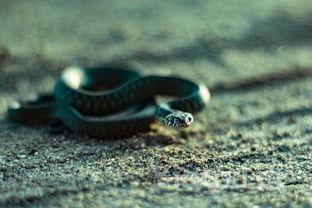 扑鱼游戏能赚钱吗,真的假的,扑鱼