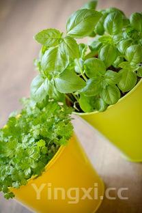 秋葵的10种烹饪做法,秋葵烹饪方法